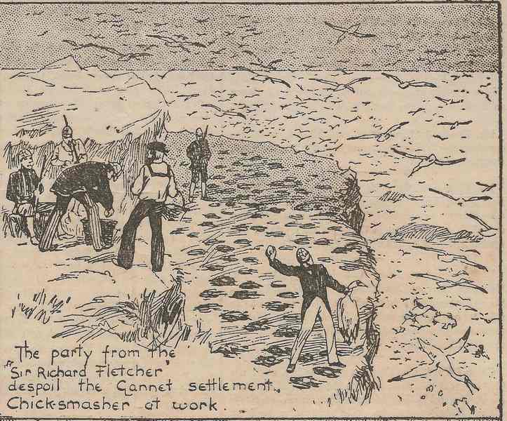 T H Thomas drawing of the devastation of the bird colony