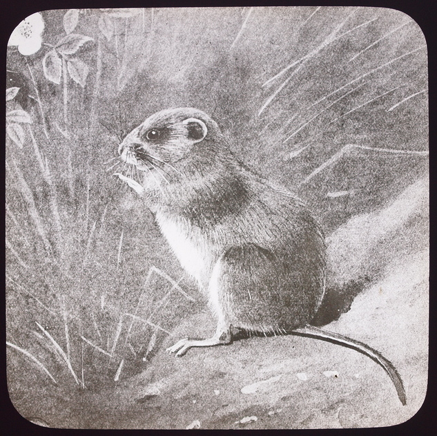 Skomer Vole as shown to the Society on a glass Lantern Slide
