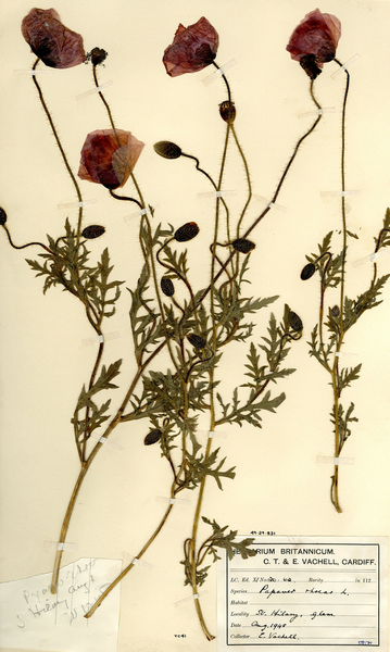 Common Poppy (Papaver rhoeas) from the CTV & EV Herbarium, (NMW), Amgueddfa Cymru National Museum Wales.
