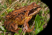 Frog in Sutherland, Assynt, Scotland
