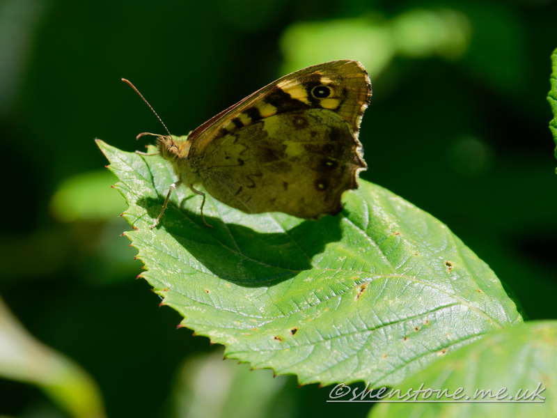 Speckled Wood butterfly (Pararge aegeria)