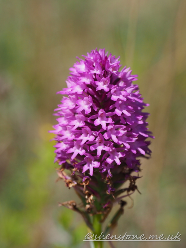 Pyramidal Orchid  (Anacamptis pyramidalis)